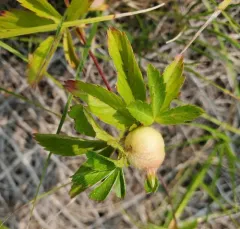 Diastrophus potentillae thumbnail 4