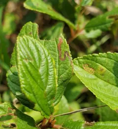 Stigmella ceanothi thumbnail 2