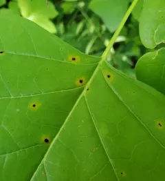 tulip tree leaf spot gall midge thumbnail 3