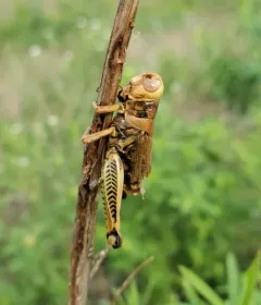 Entomophaga grylli thumbnail 4