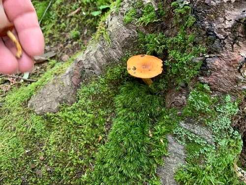 Cortinarius cruentiphyllus