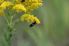 Stizus brevipennis thumbnail 3