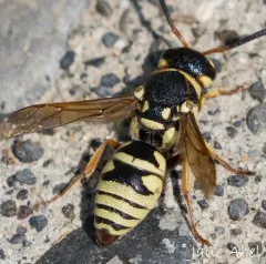 Euodynerus annulatus thumbnail 4