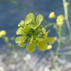Shortpod Mustard thumbnail 2