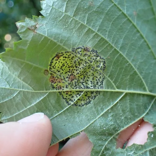 Mamianiella coryli