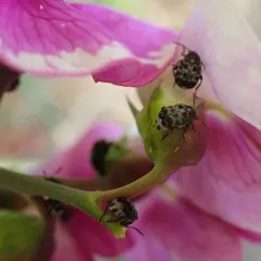 Bruchus affinis thumbnail 1