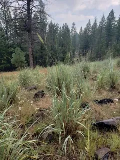giant wild rye thumbnail 4