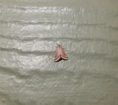 Yellow-veined Moth thumbnail 4