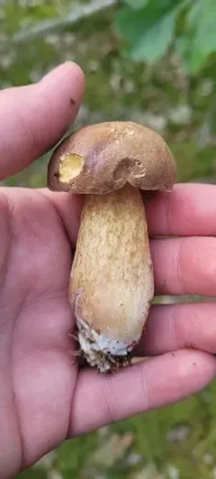 Summer Bolete thumbnail 2