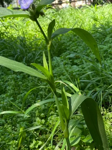 Zigzag Spiderwort