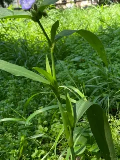 Zigzag Spiderwort thumbnail 1