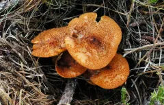 Tricholomopsis formosa thumbnail 3