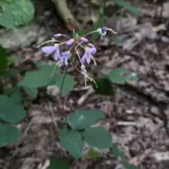 naked-flowered tick-trefoil thumbnail 2