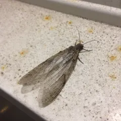 Spring Fishfly thumbnail 4