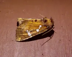 Hop-gall Borer Moth thumbnail 2