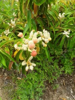 Chinquapin Flower Gall Wasp thumbnail 4