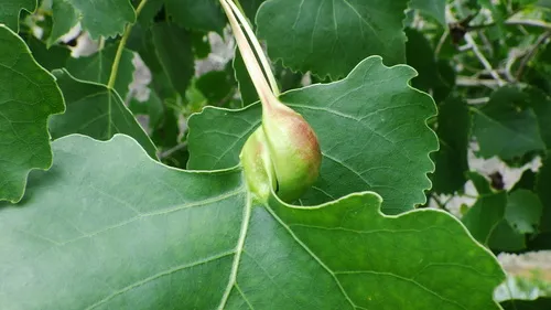 Pemphigus nortonii