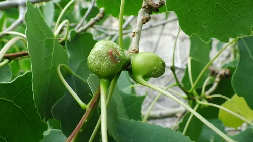 Poplar Twig Gall Aphid