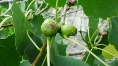 Poplar Twig Gall Aphid thumbnail 1