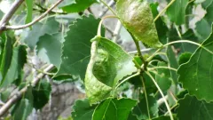 Thecabius populiconduplifolius thumbnail 3
