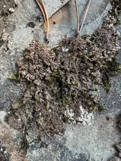 Rockmoss Rosette Lichen thumbnail 4