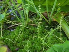 Mountain Mare's-tail thumbnail 1