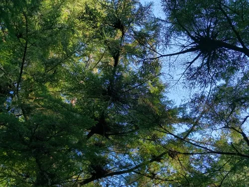 Hemlock Dwarf-mistletoe