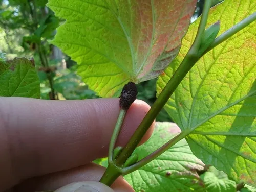 Puccinia linkii