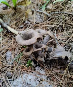Craterellus caeruleofuscus thumbnail 4