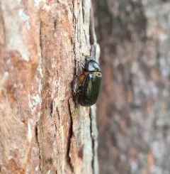 Relict Rhinoceros Beetle thumbnail 3
