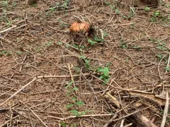 Russula mustelina thumbnail 3