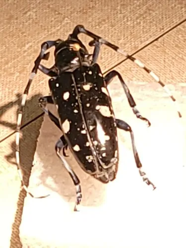 Asian Longhorned Beetle