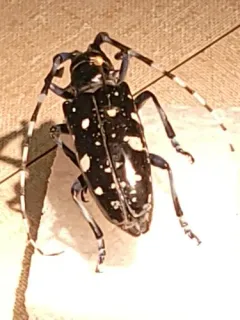 Asian Longhorned Beetle thumbnail 1