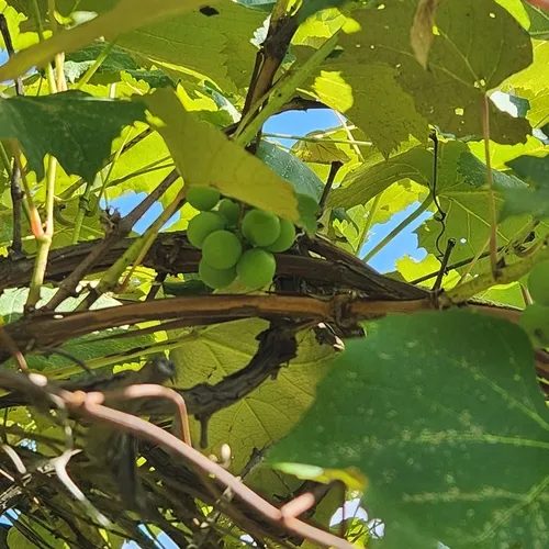 fox grape
