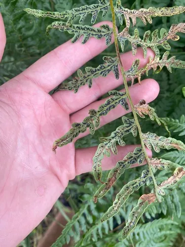 Cryptomycina pteridis