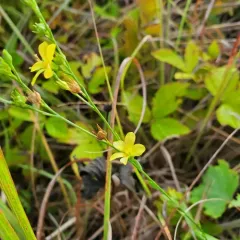 Grooved Yellow Flax thumbnail 4