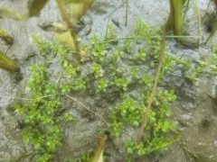 American Waterwort thumbnail 4