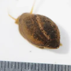Tadpole Physa thumbnail 4