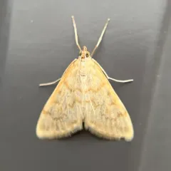 Hahncappsia pergilvalis thumbnail 3