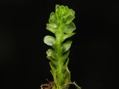 Apotreubia nana thumbnail 2