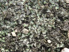 Lamellose Crystalwort thumbnail 2