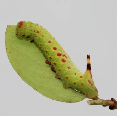Huckleberry Sphinx