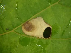 Aspilanta oinophylla thumbnail 4