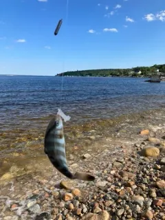 Banded Rudderfish thumbnail 4