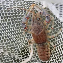 Virile Crayfish thumbnail 1