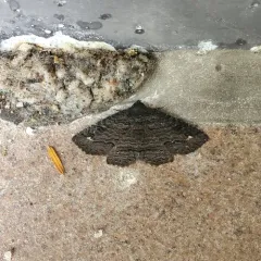 Black Zale Moth thumbnail 3