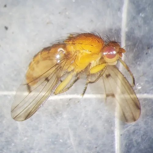 Suillia nemorum