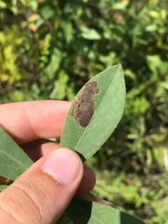 Liriomyza baptisiae thumbnail 2