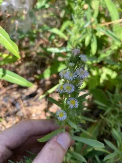 short-rayed alkali aster thumbnail 1