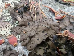 Starry Rock Tripe thumbnail 2